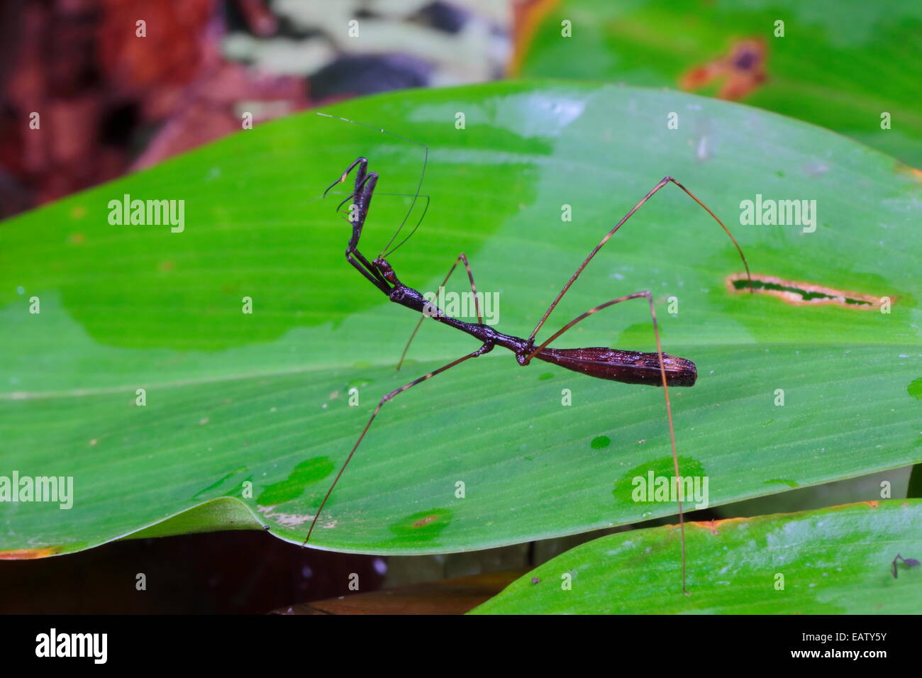 Mantis mimischen Assassin Bug geht auf ein Blatt auf dem Boden des Regenwaldes. Stockfoto