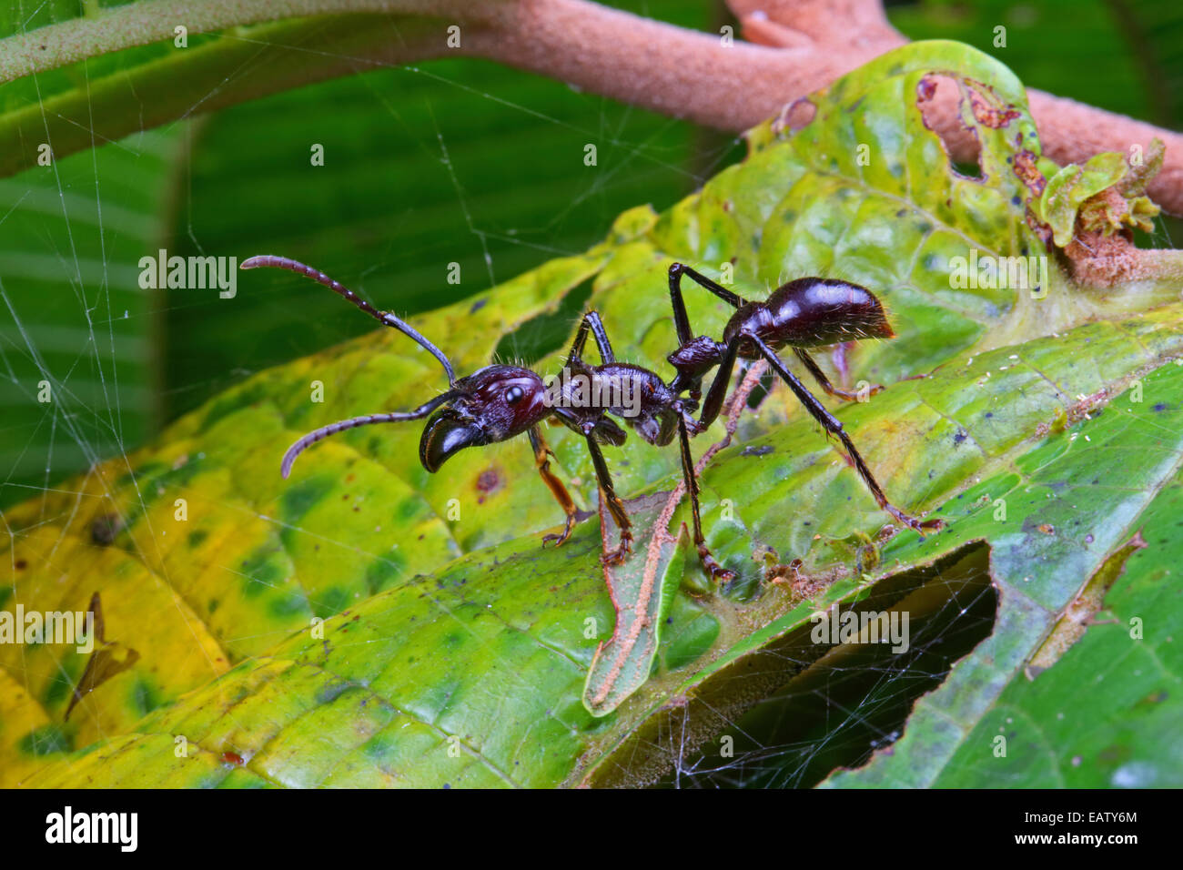 Eine wilde Kugel Ameise, Paraponeragroße Clavata, kriecht auf einem Blatt. Stockfoto