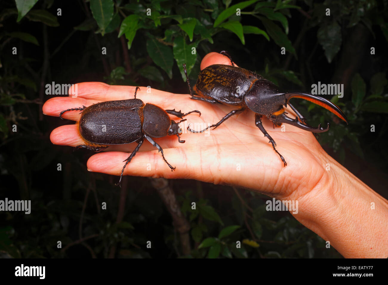 Die 10 Größten Käfer Der Welt www.alamy.de