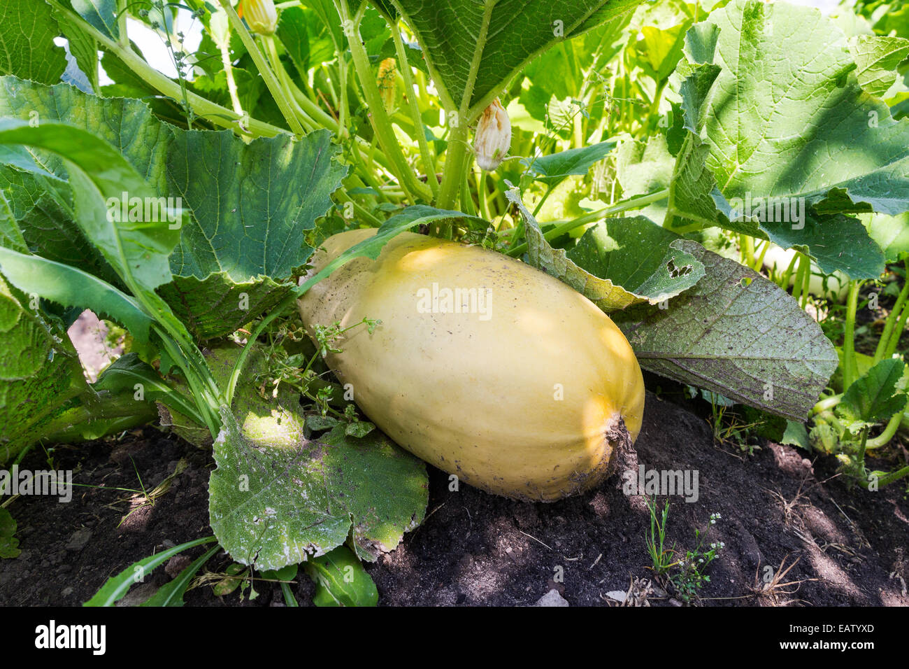 Große gelbe Zucchini mit grünen Blätter wachsen im Garten des Bauern Stockfoto