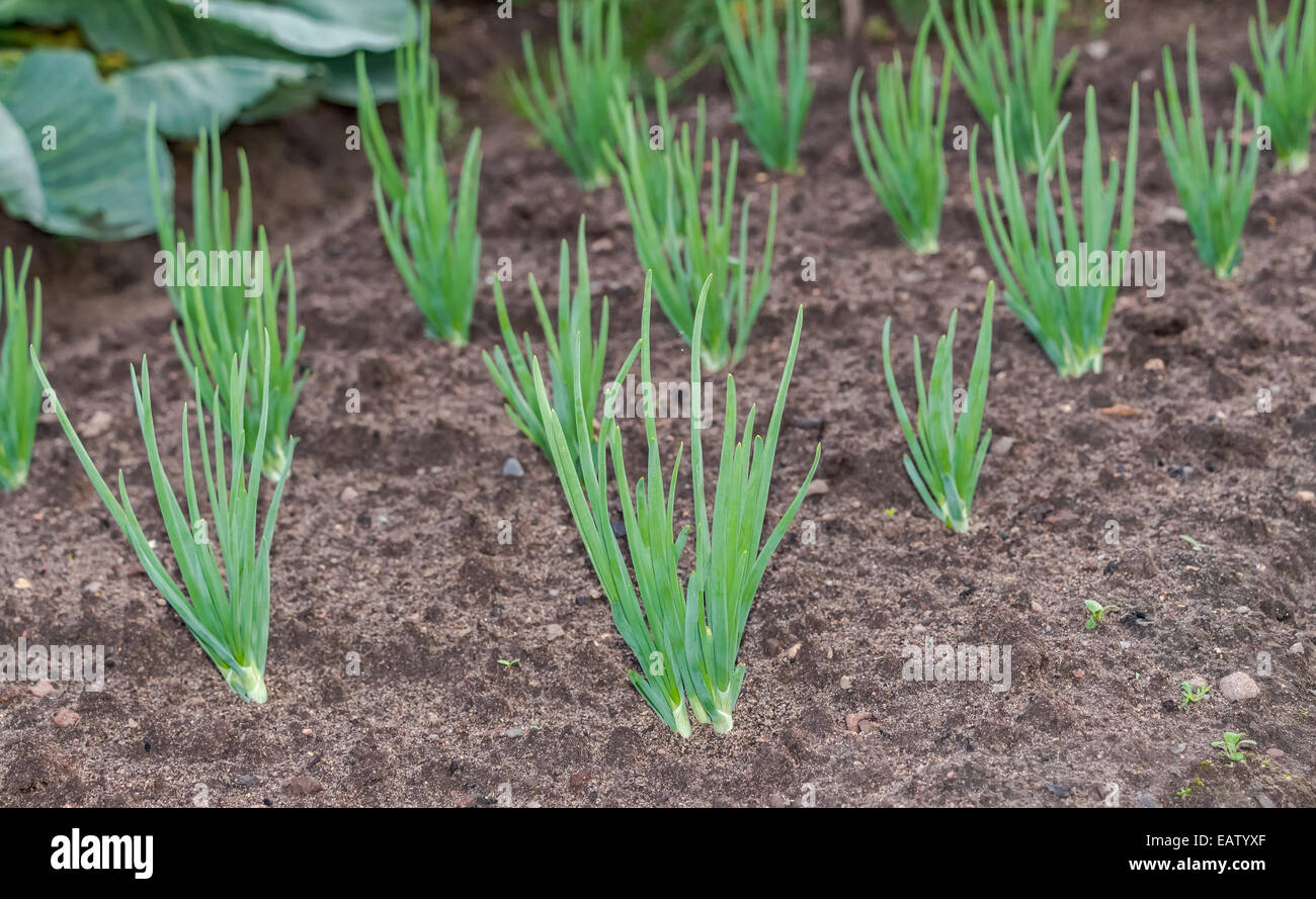 Zwiebel-Plantage in den Gemüsegarten in Landschaft Stockfoto