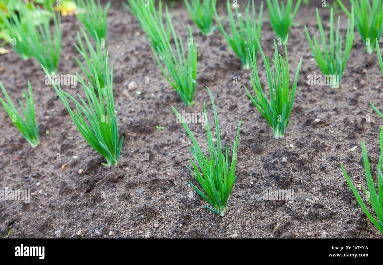 Biologischem Anbau Zwiebel-Plantage im Gemüsegarten Stockfoto