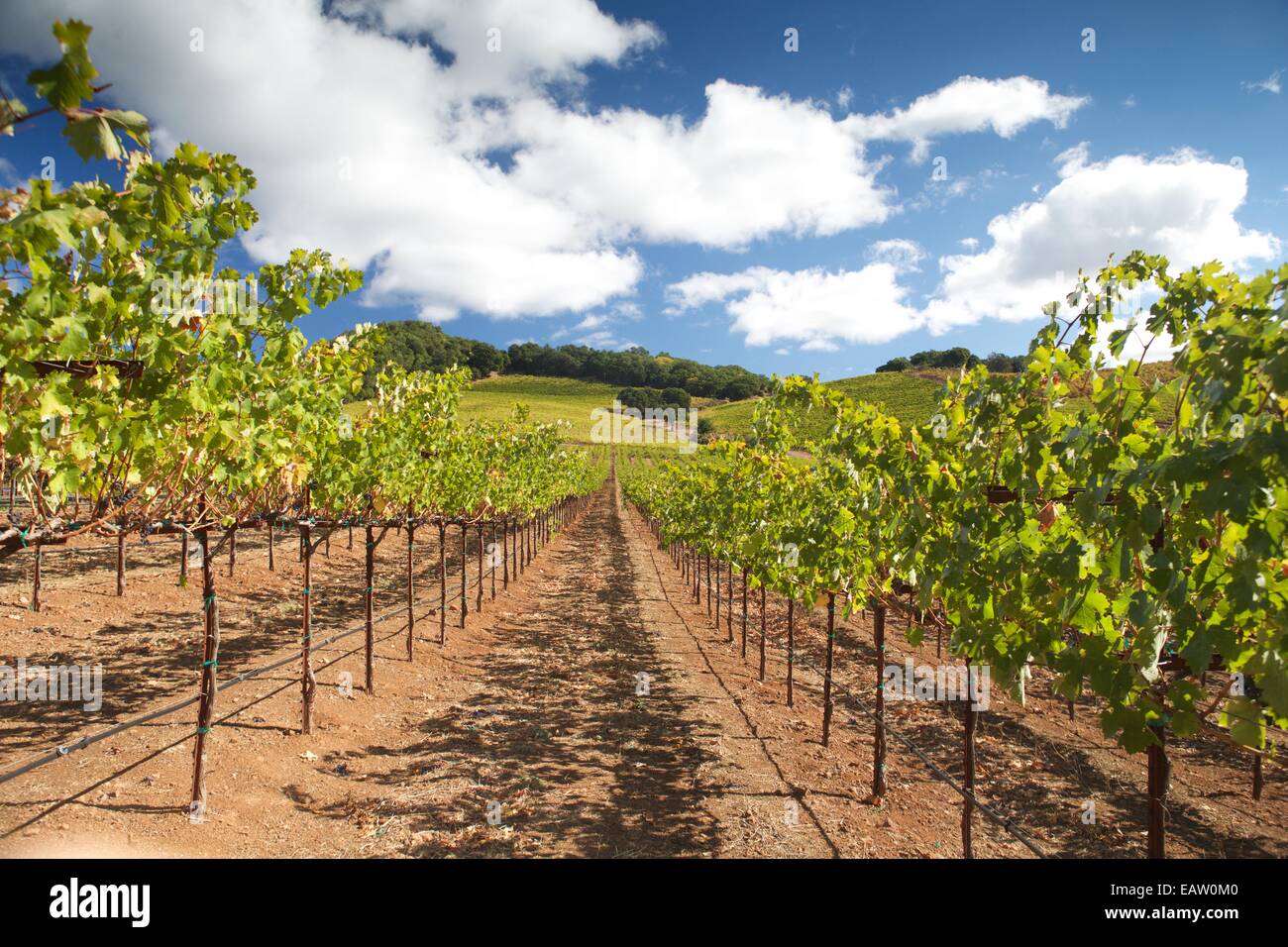 Schöne Aussicht auf die Weinberge im berühmten Napa Tal Wein-Land in Nord-Kalifornien, USA. Stockfoto