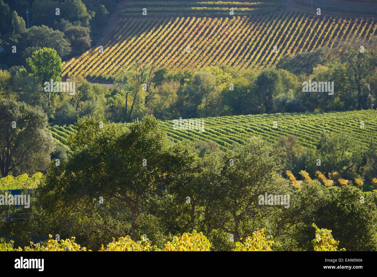 Schöne Aussicht auf die Weinberge im berühmten Napa Tal Wein-Land in Nord-Kalifornien, USA. Stockfoto