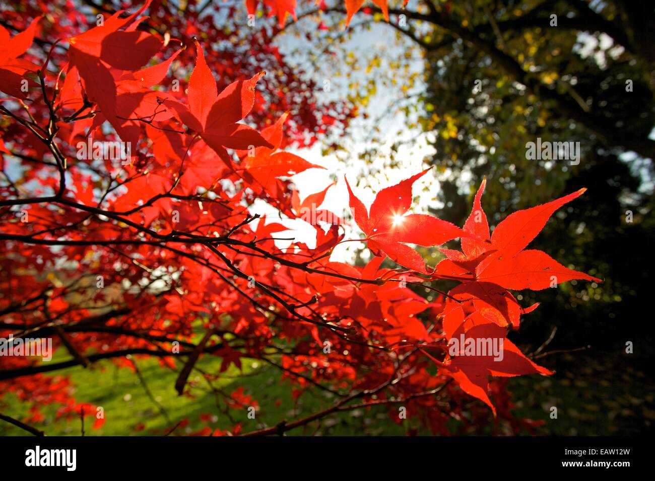 Ahorn, auch bekannt als Acer Baum im Herbst blühen. Rot Acer lässt einen hellen Tag im Herbst. Stockfoto