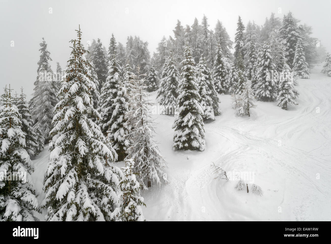 Wunderschöne Landschaft mit Nebel im Winter-Bergwald Stockfoto