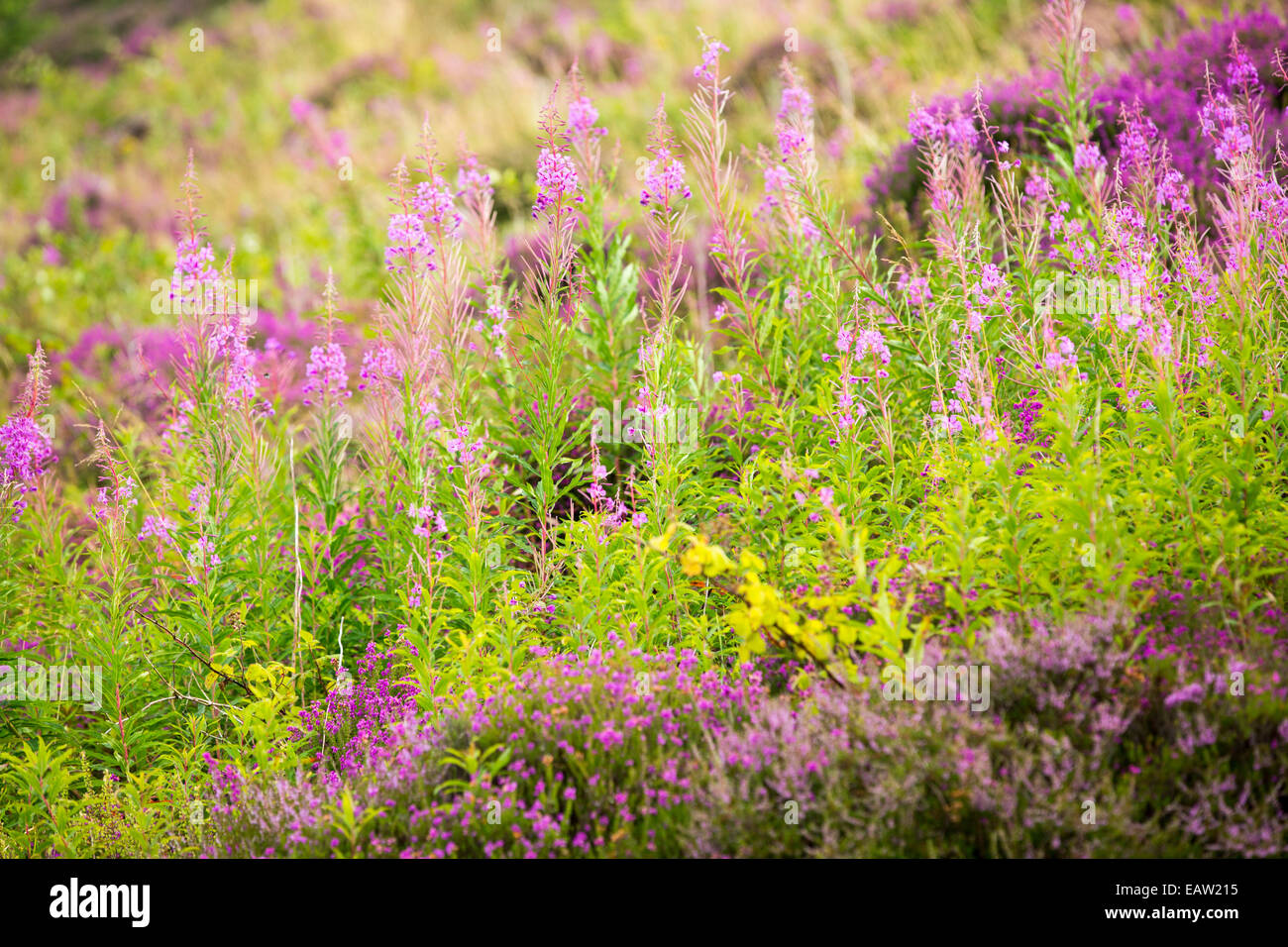 Heather und Rose Bay Weidenröschen wächst neben Loch Frisa auf Mull, Schottland. Stockfoto