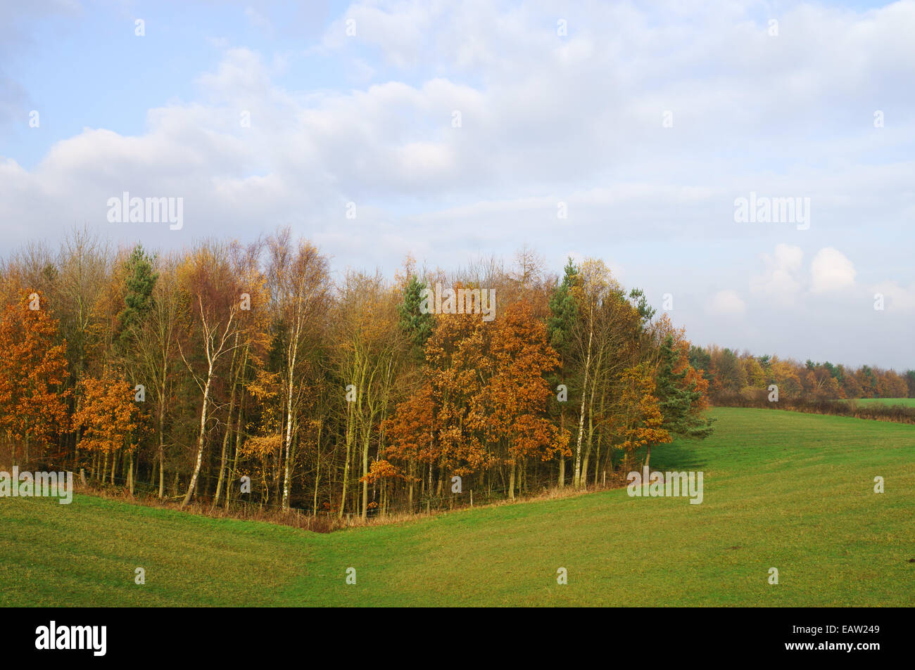 Späten Herbst Farbe in einen Stand von Bäumen in der Nähe von Penshaw, Nord-Ost England UK Stockfoto