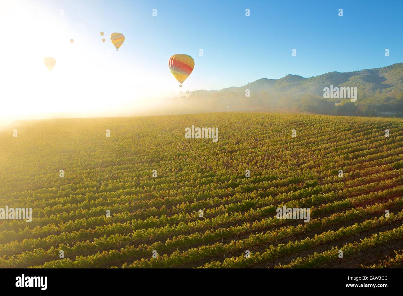 Heißluftballon im berühmten Weingebiet Napa Valley, Kalifornien. Stockfoto
