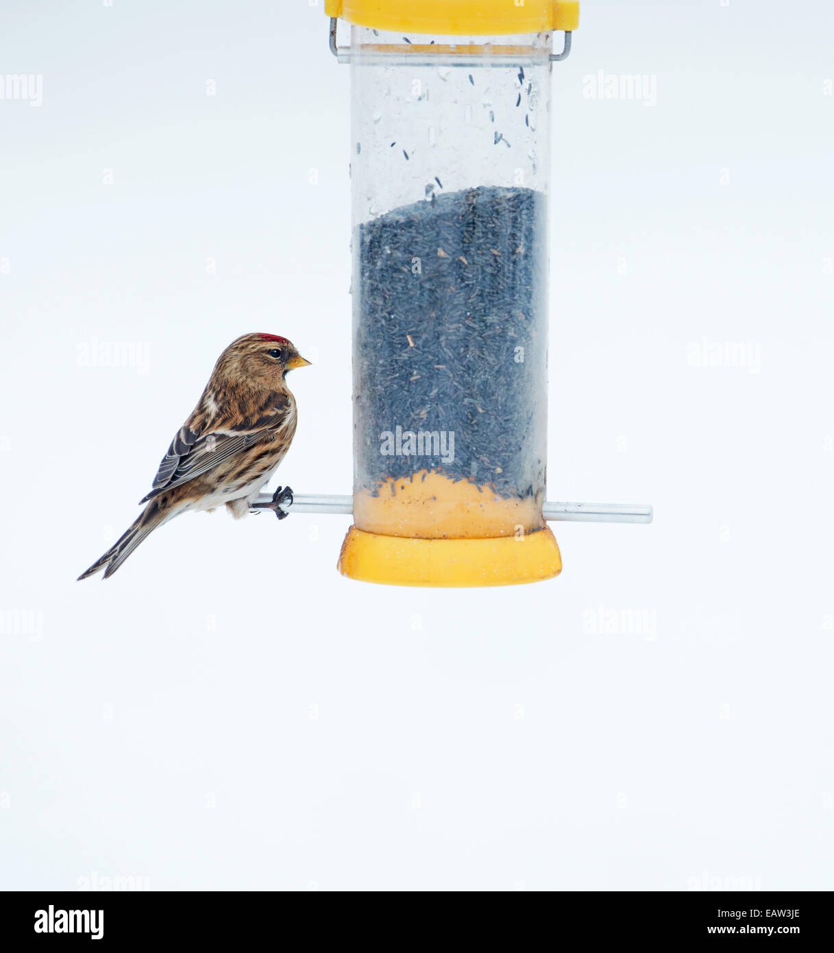 Geringerer Redpoll. (Zuchtjahr Cabaret) thront am Vogelhäuschen. Winter. UK Stockfoto
