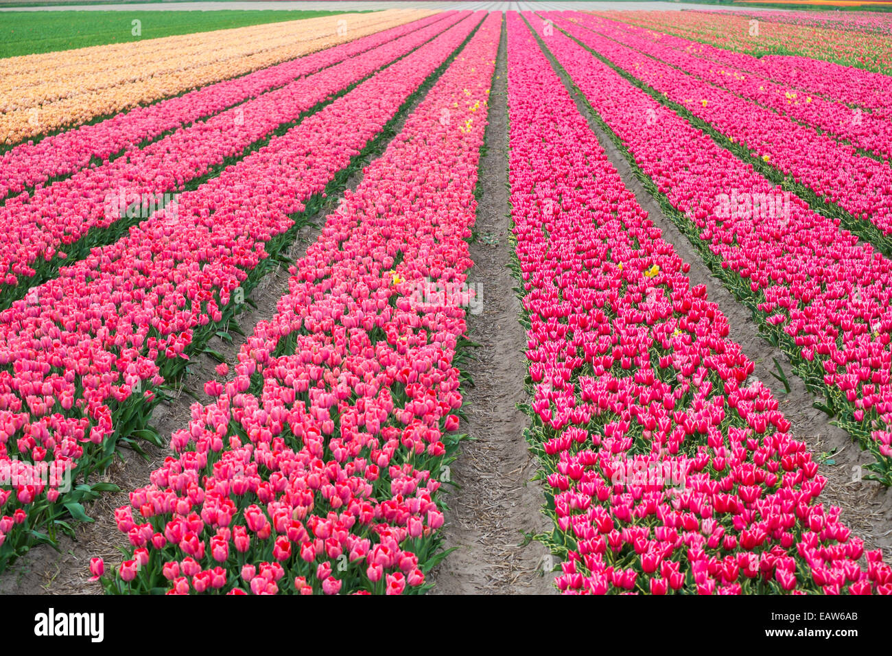 Reihen von hellen rosa Tulpen in einem Feld in Frühling, Lisse, Südholland, Niederlande Stockfoto