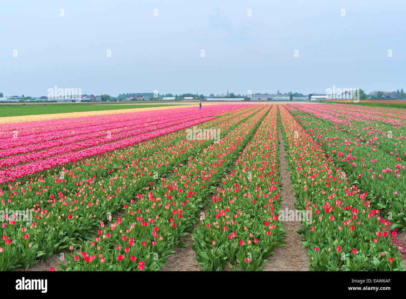 Reihen von bunten Tulpen in einem Feld in Frühling, Lisse, Südholland, Niederlande Stockfoto