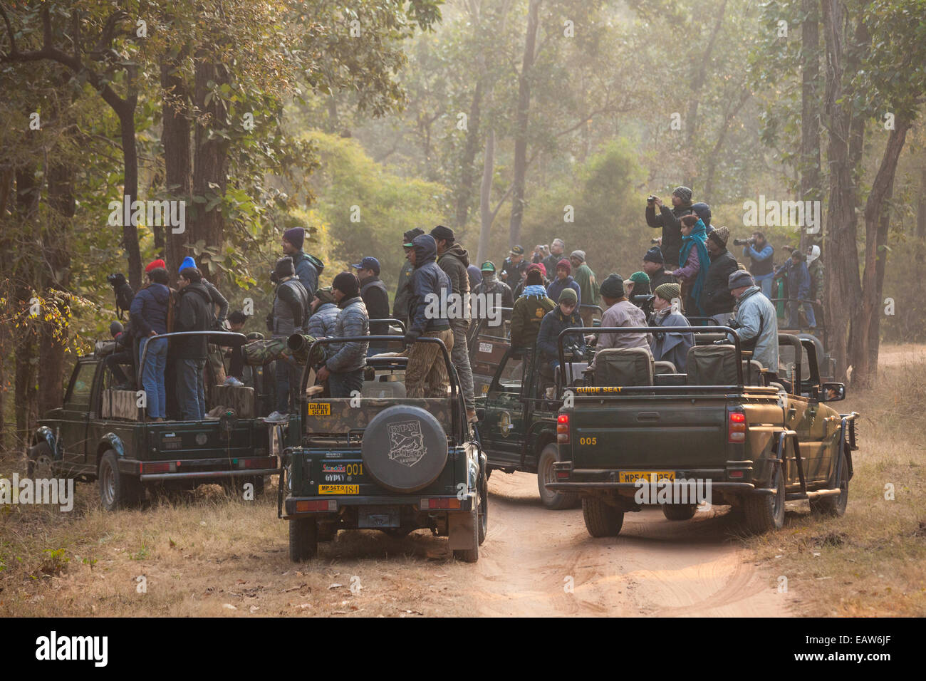 Eine Jeep Menschenmenge versammelt nach einem Tiger in Bandhavgarh National Park in Indien gesichtet wird. Stockfoto