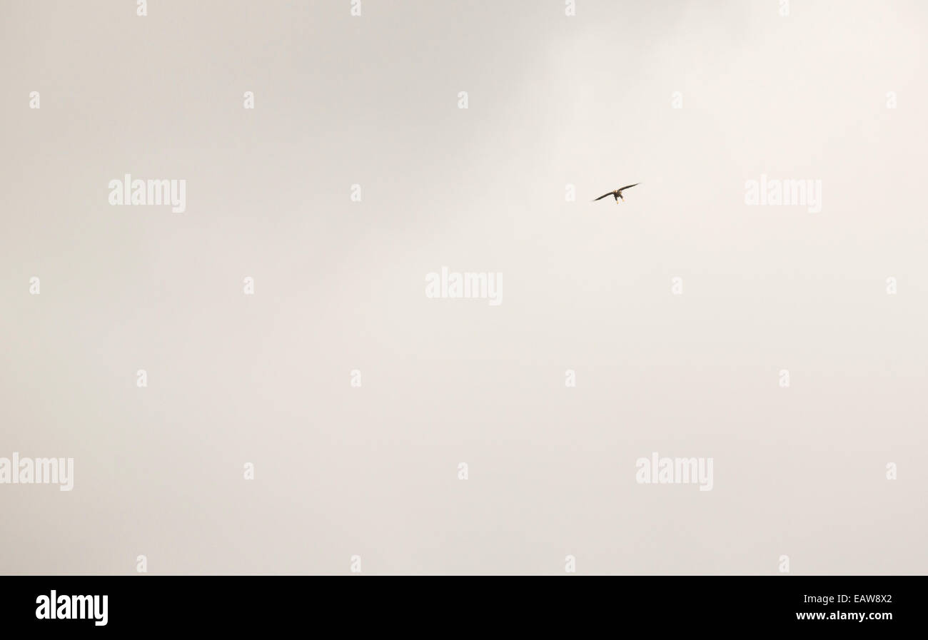 Ein White Tailed Seeadler, Haliaeetus Horste, fliegen auf Mull, Schottland. Stockfoto