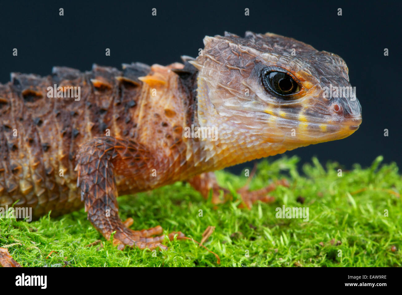 Crocodile Skink / Tribolonotus Novaeguinea Stockfoto