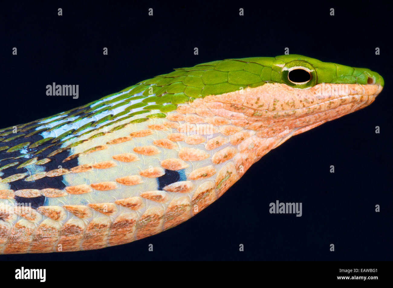 Zweig Schlange / Thelotornis Kirtlandii Stockfoto