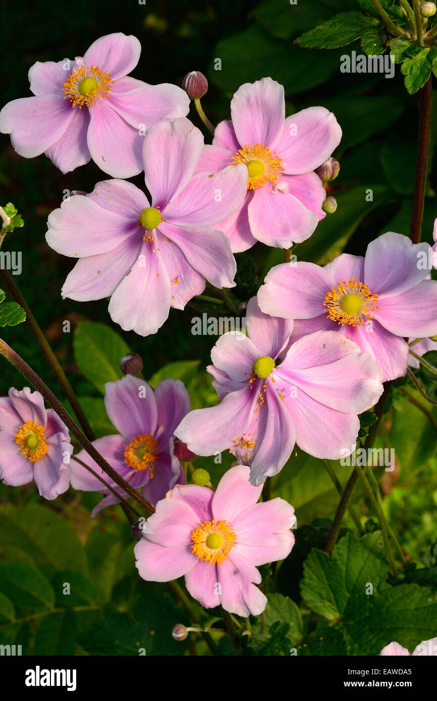 Anemone Japonica (japanische Anemone). Stockfoto