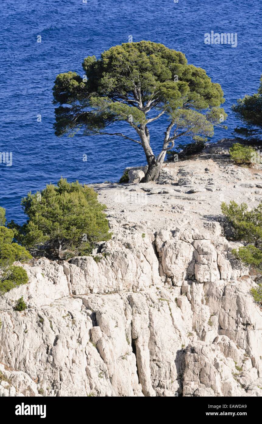 Aleppokiefern (Pinus halepensis) an der Calanque de Port-Pin, Calanques Nationalpark, Frankreich Stockfoto