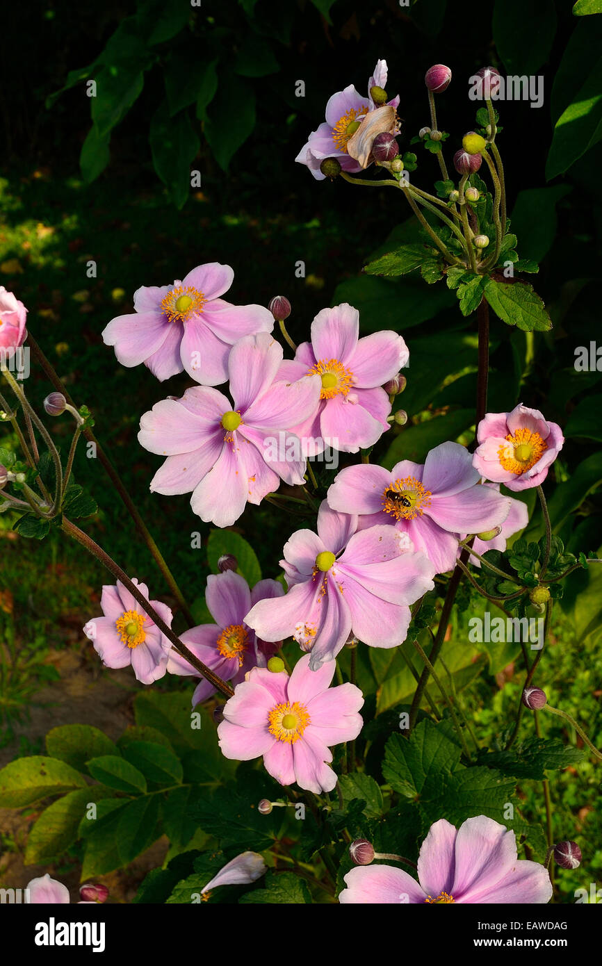 Anemone Japonica (japanische Anemone). Stockfoto