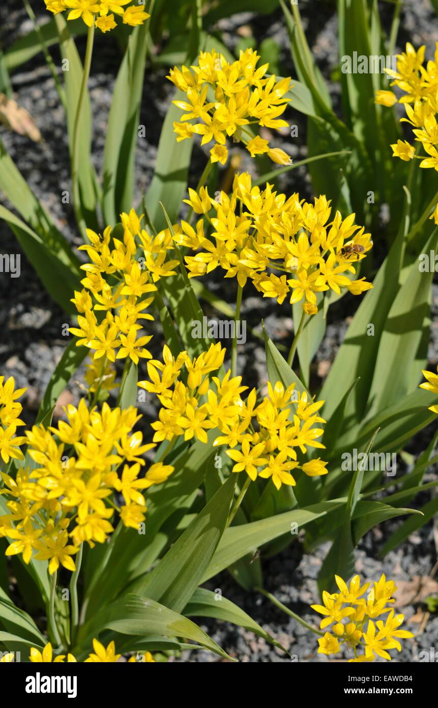 Lily Lauch (Allium moly) Stockfoto