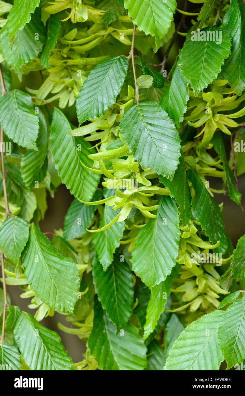 Gemeinsame Hainbuche (Carpinus betulus 'Pendula') Stockfoto