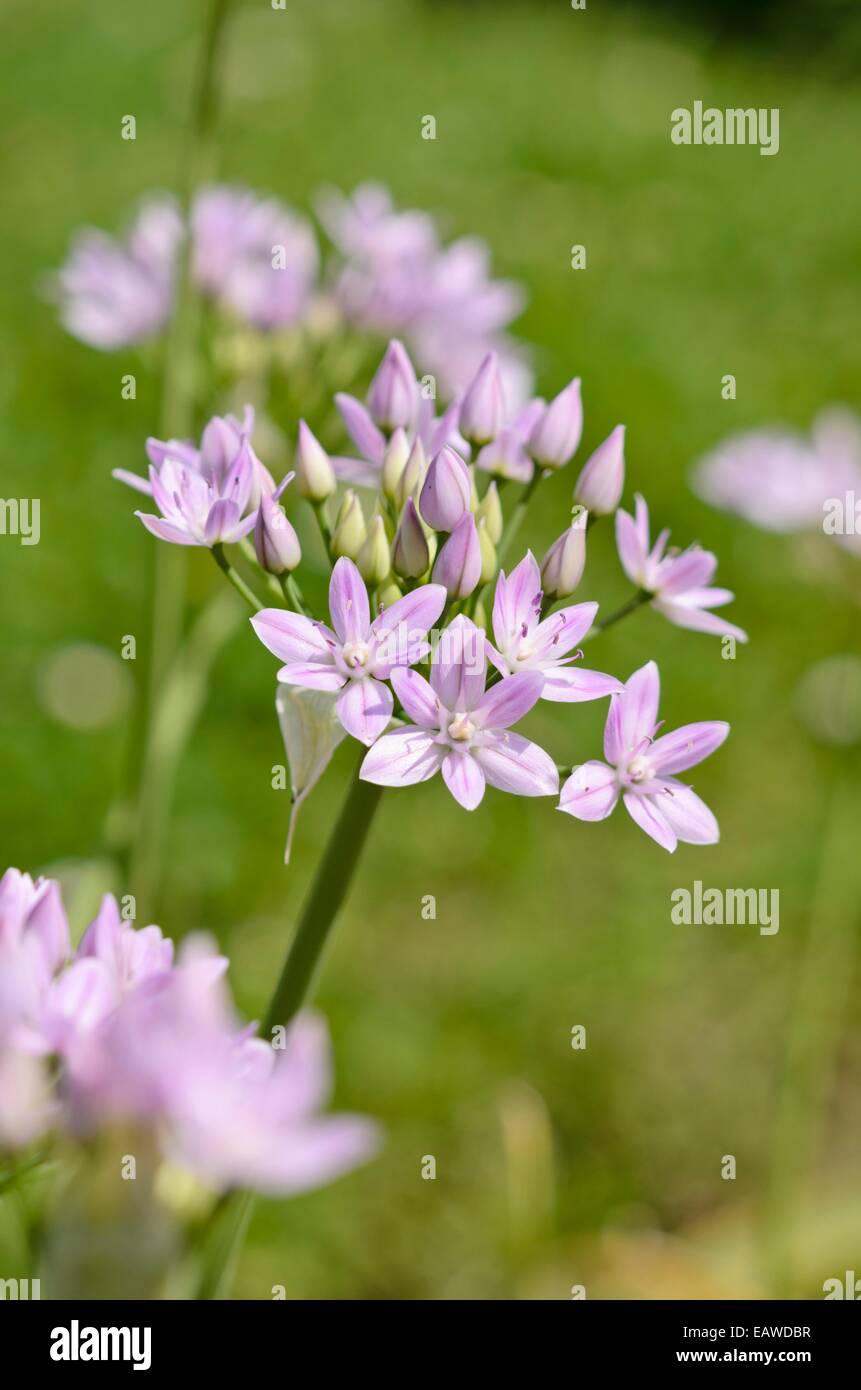 1-Blatt Zwiebel (Allium uniflorum) Stockfoto