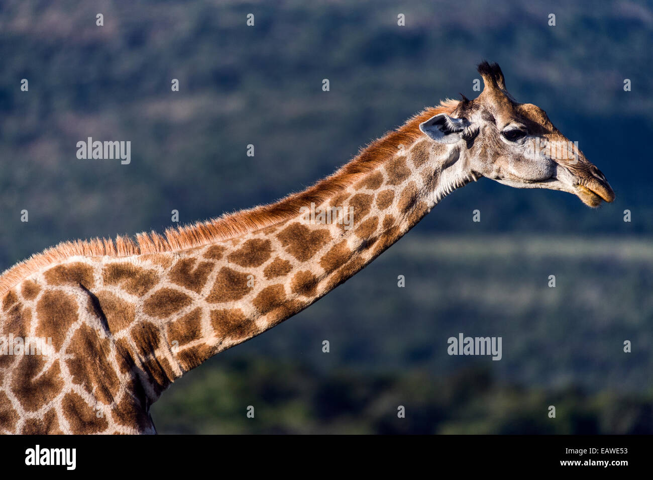 Der lange Hals der South African Giraffe kauen ihre wiederkäuen. Stockfoto