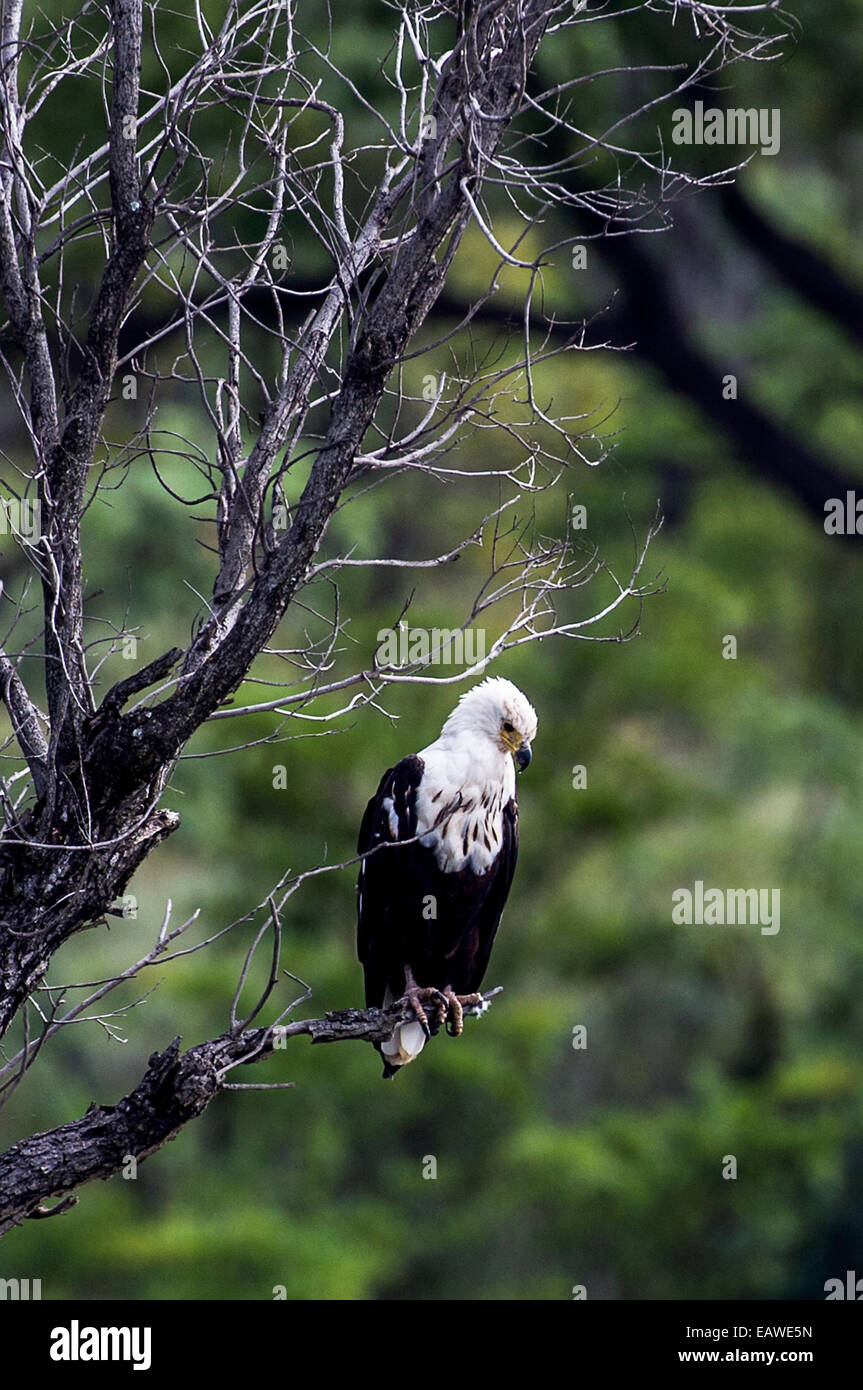 Ein afrikanischer Fisch-Adler sucht nach Beute aus einem Schlafplatz oben ein Feuchtgebiet. Stockfoto