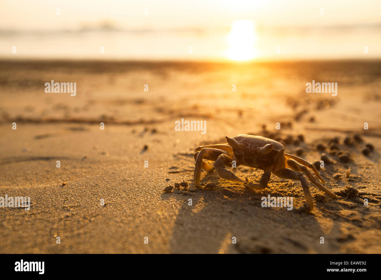 Krabbe auf Sand am Meeresstrand. Stockfoto
