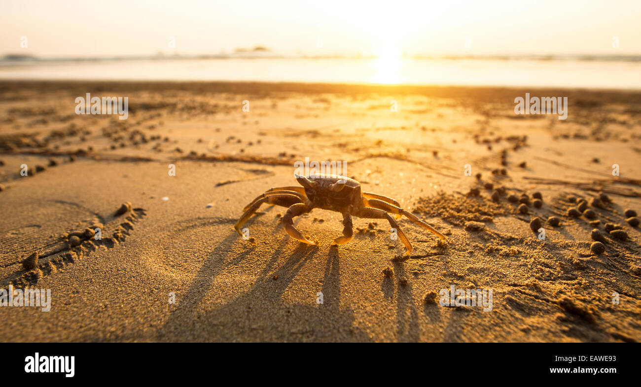 Krabben Sie auf dem goldenen Sand von der Küste des Meeres. Stockfoto
