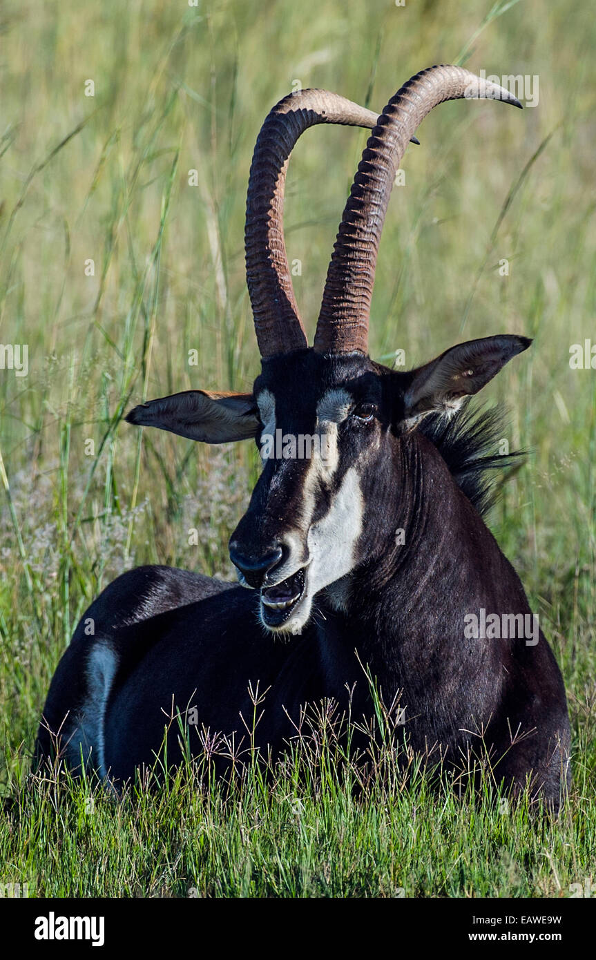 Die beeindruckende Krummsäbel Hörner Rappenantilope ruht in hohe Gräser. Stockfoto