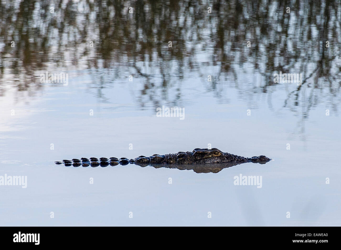 Eine Nil-Krokodil schwimmt auf der Oberfläche noch Wasserloch. Stockfoto