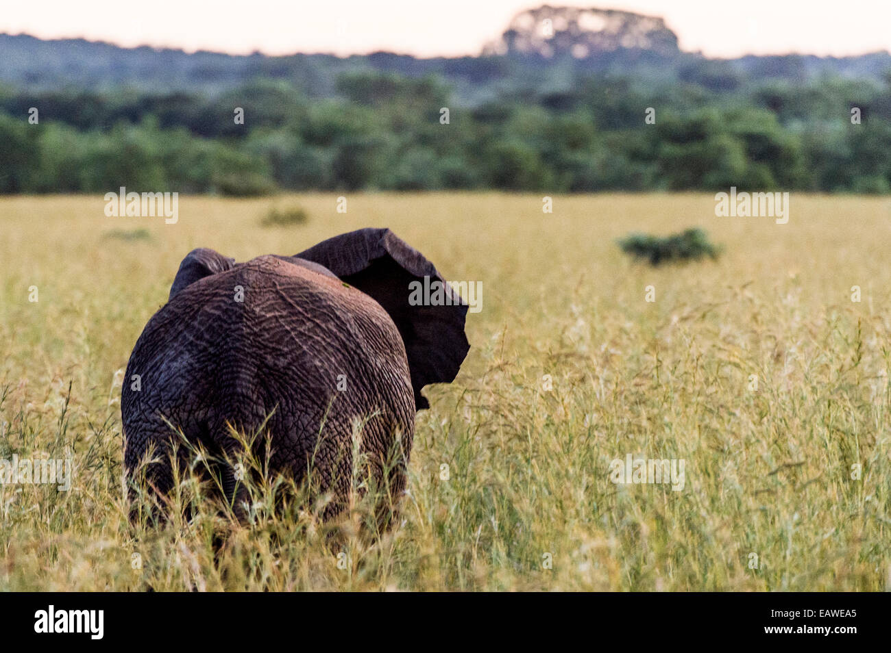 Die faltige Ausblenden eines afrikanischen Elefanten auf einer Ebene von Speer Rasen. Stockfoto