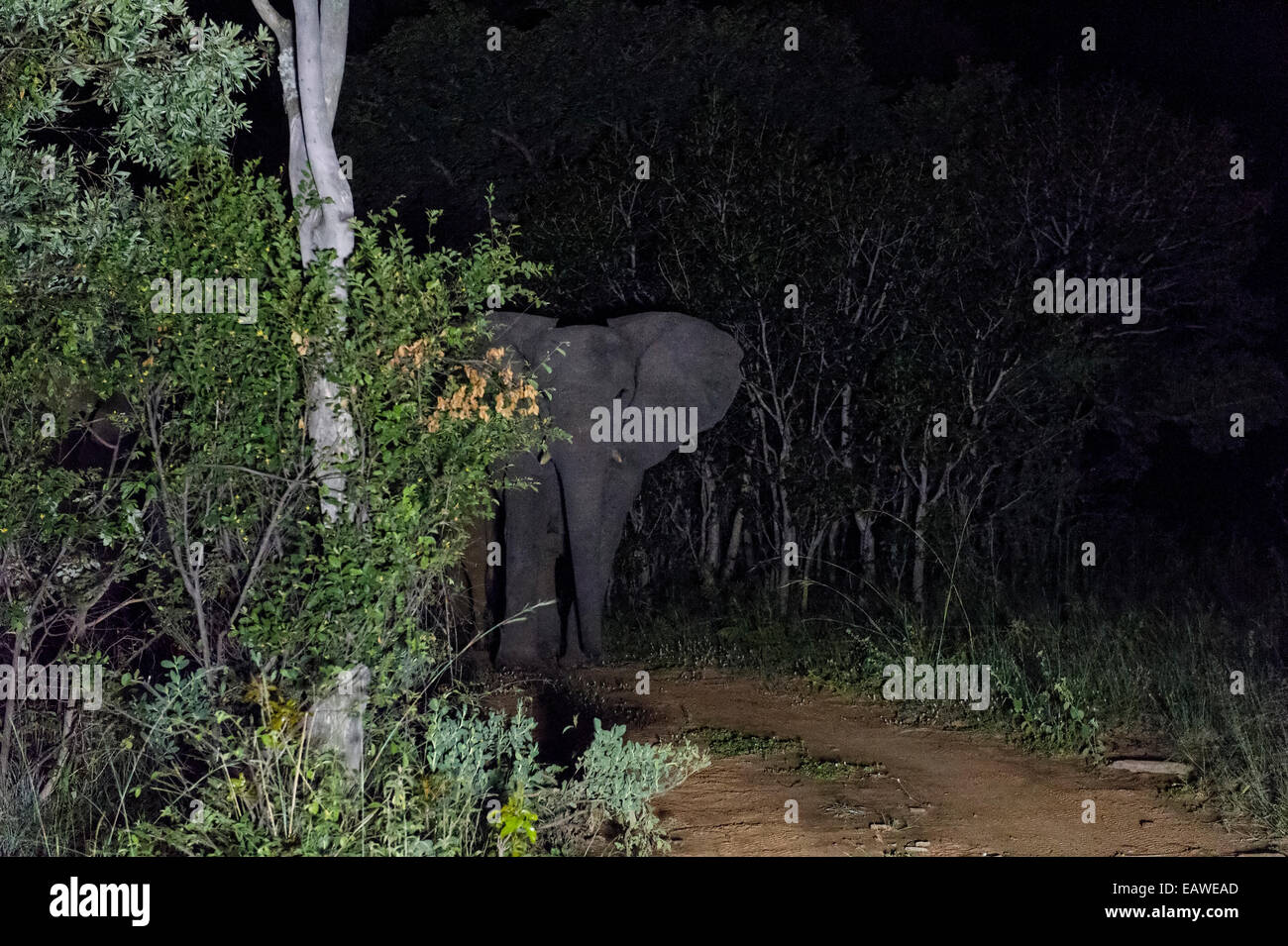 Ein afrikanischer Elefant steht im Flutlicht auf einem Waldweg in der Nacht. Stockfoto