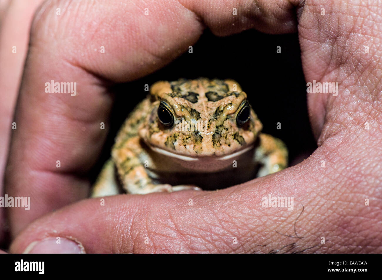 Eine gutturale Kröte sanft in eine Personen-Hand-Kollegen außerhalb statt. Stockfoto