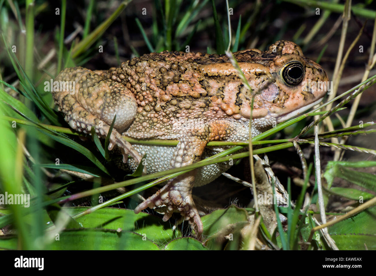 Eine gutturale Kröte verschieben zwischen Grashalme auf einer einfachen Savanne. Stockfoto