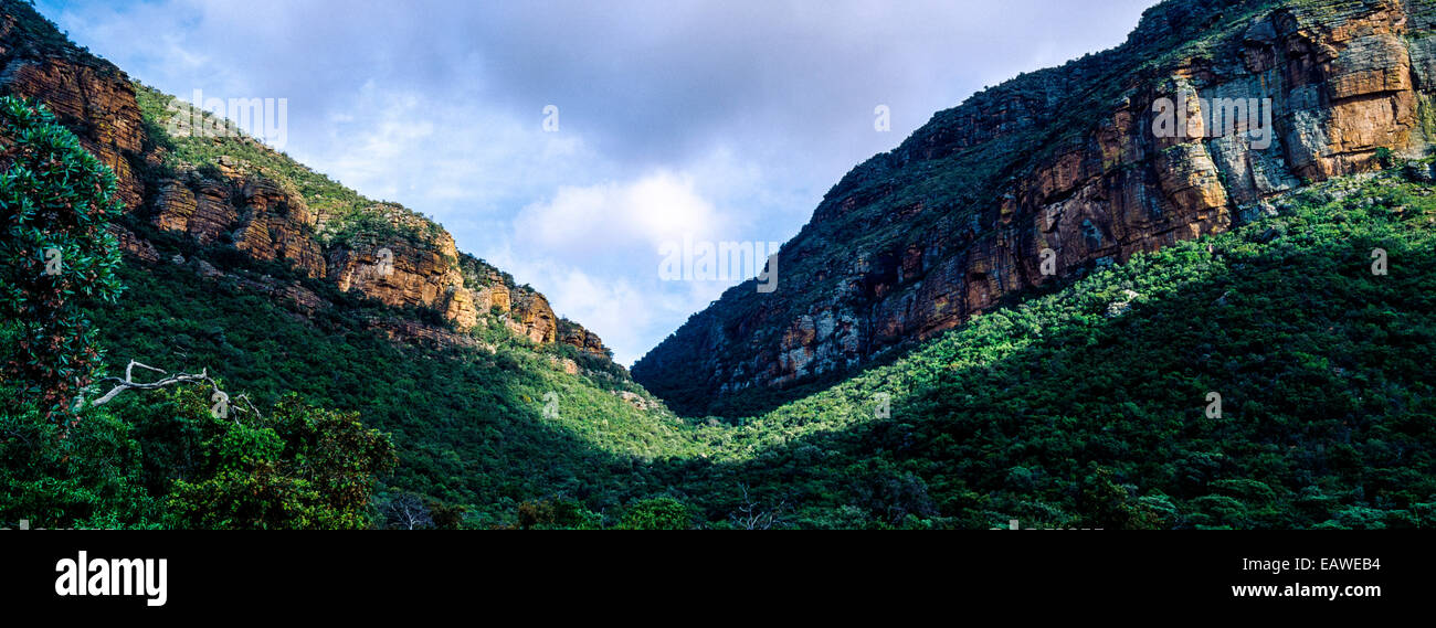 Ein dichter Wald füllt eine zerklüftete Schlucht zwischen hoch aufragenden Felswänden. Stockfoto