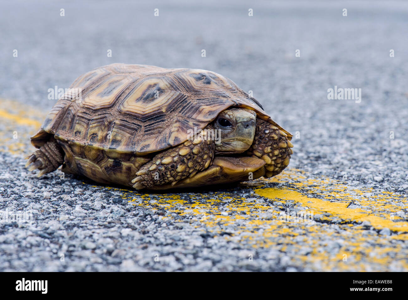 Ein Papagei Schnabel Schildkröte auf eine gefährliche Reise über die Straße. Stockfoto