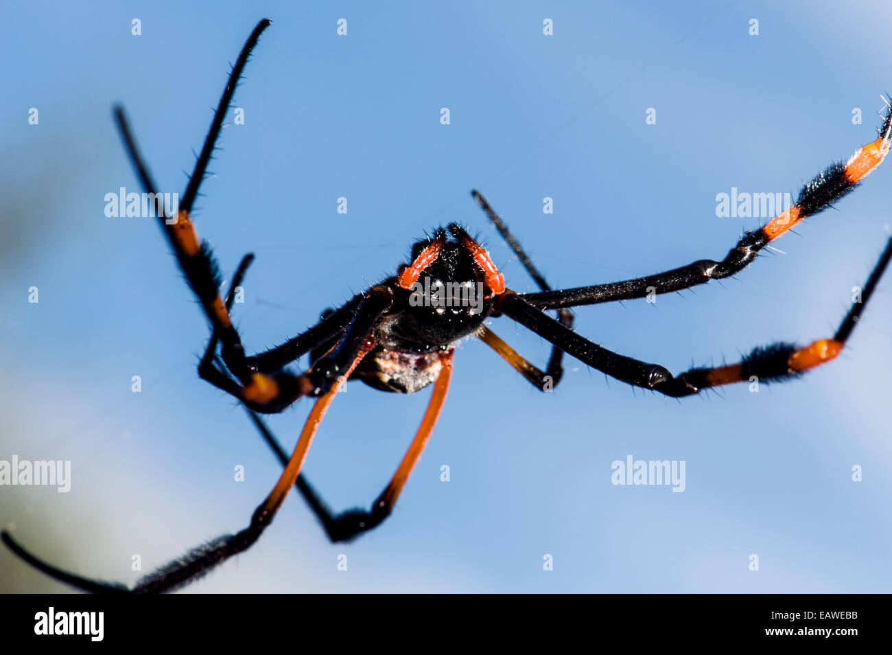Eine weibliche Orb Spinne in ihrem Netz auf Beute warten ausgesetzt. Stockfoto