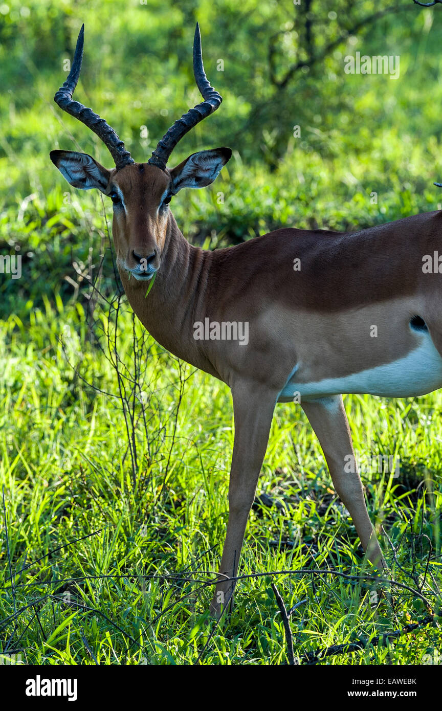 Ein männlicher Impala mit beeindruckenden Hörnern Fütterung auf Rasen auf einer Aue. Stockfoto