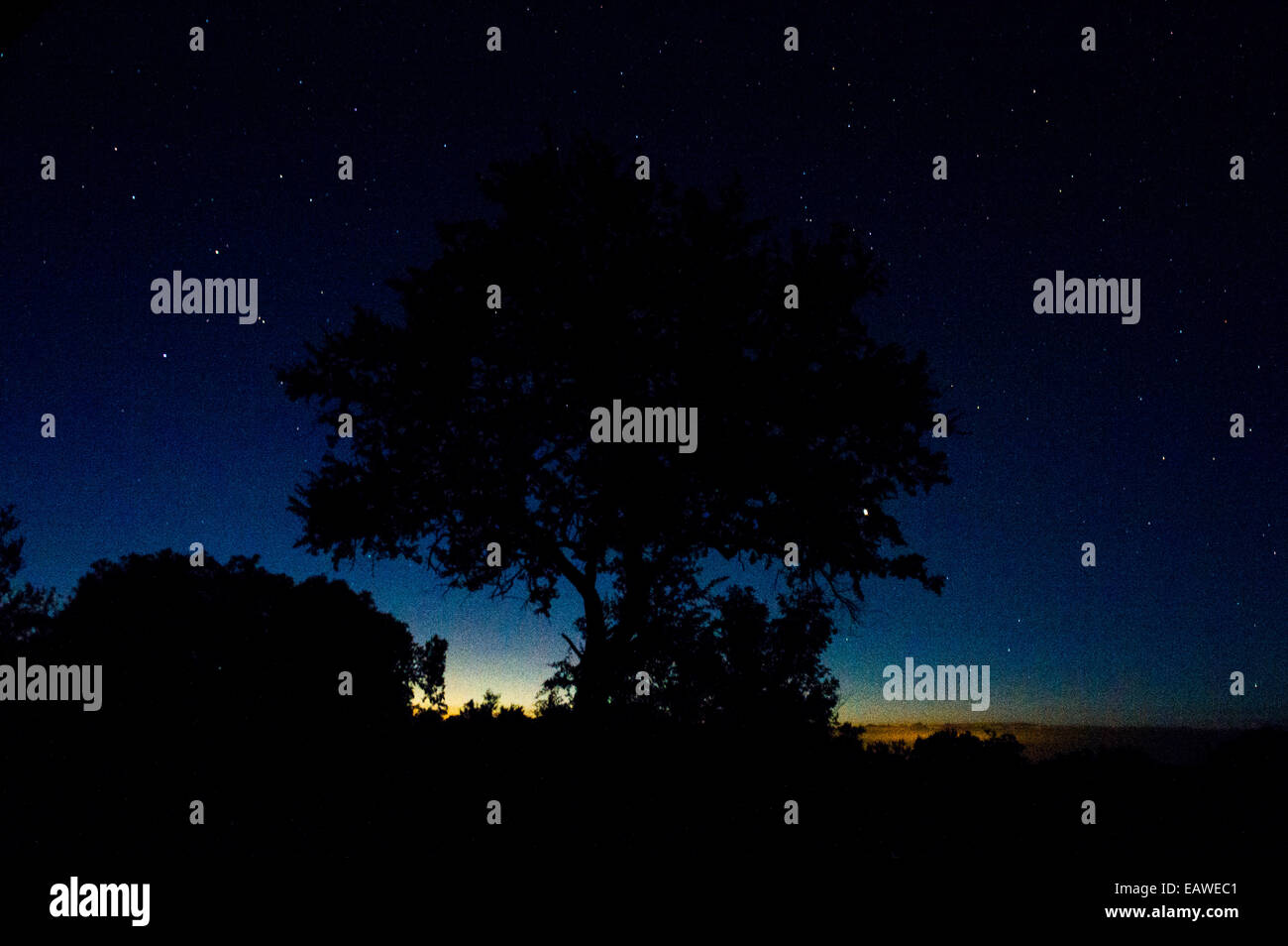 Ein klarer Himmel voller Sterne Silhouetten einen Baum auf einer Aue-Feuchtgebiet. Stockfoto