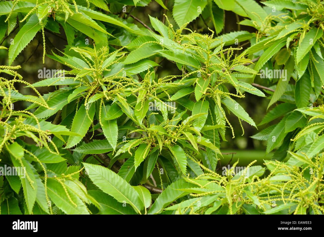 Edelkastanie (Castanea Sativa) Stockfoto