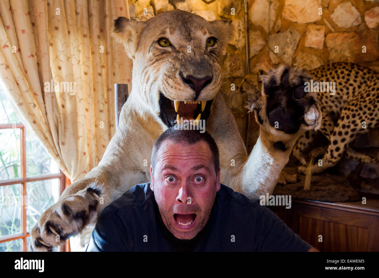 Eine Safari Lodge gefüllte Löwin greift einen Mann. Stockfoto