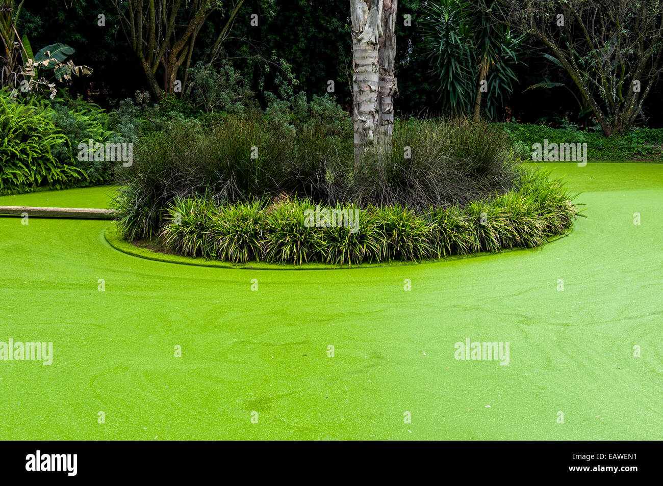 Wasserpflanzen und Algen bedecken die Wasseroberfläche von einem Gartenteich. Stockfoto
