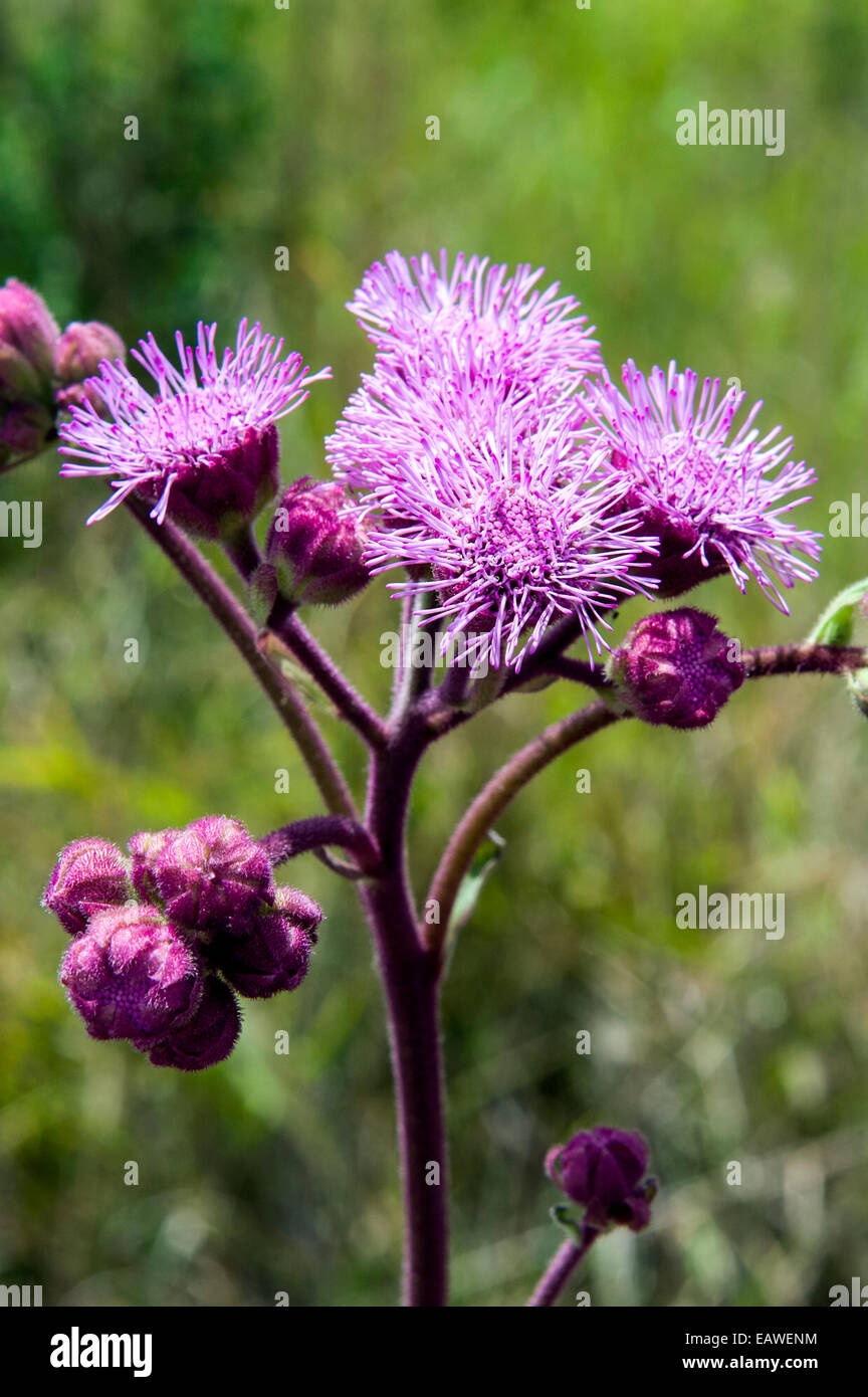 Vernonia Oligocephala Blüten sind eine Lieblingsspeise von Rhinoceros. Stockfoto