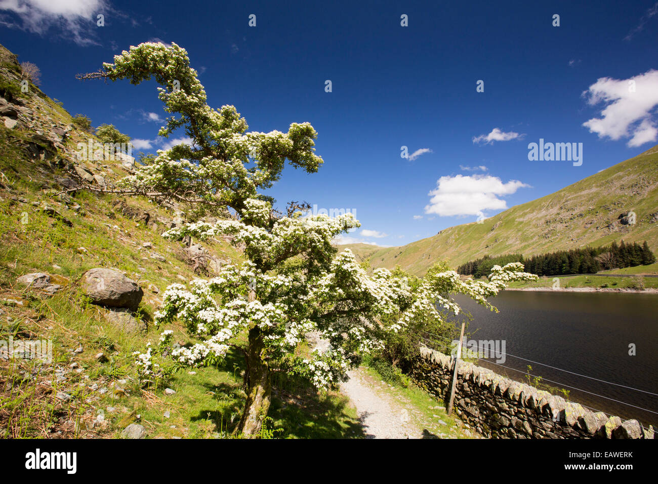 Weissdorn Blüte am Haweswater, Lake District, Großbritannien. Stockfoto