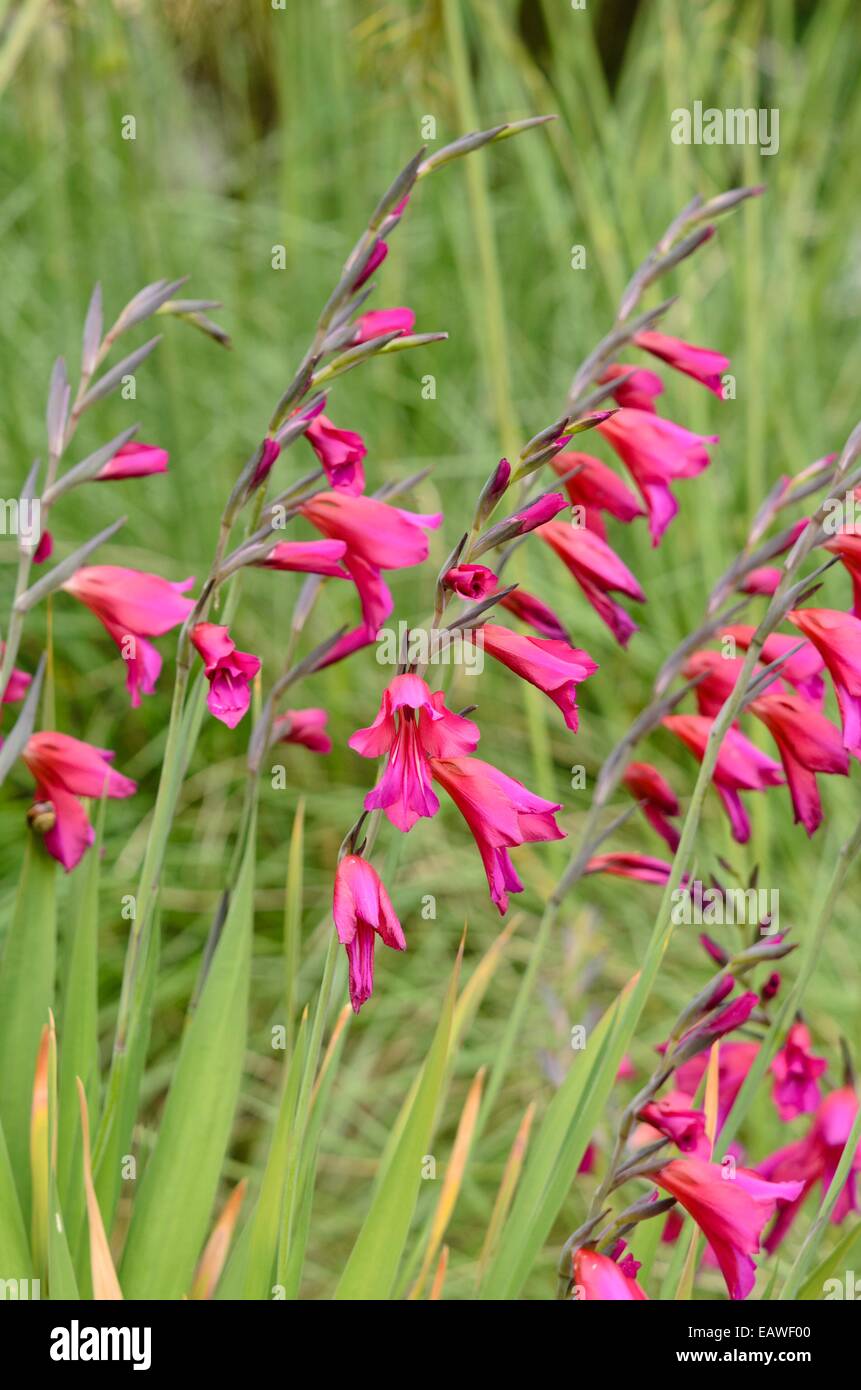 Wilder Gladiolus (Gladiolus communis subsp. Byzantinus) Stockfoto