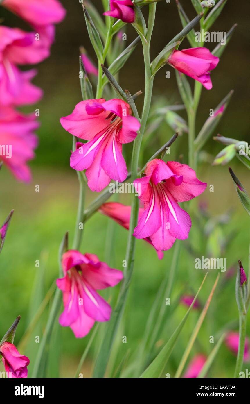 Wilder Gladiolus (Gladiolus communis subsp. Byzantinus) Stockfoto