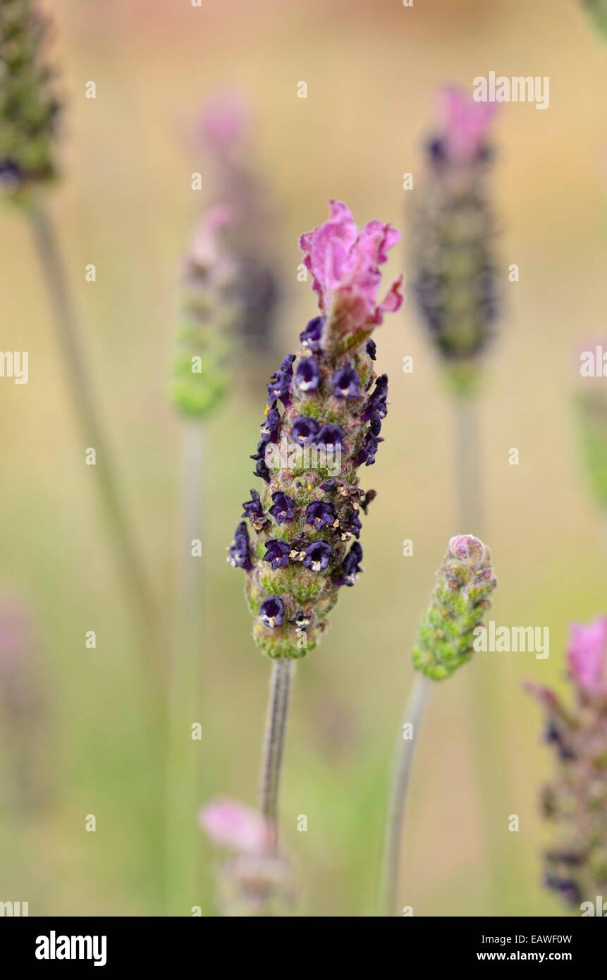 Französischer Lavendel (Lavandula Pedunculata Subspecies Sampaiana) Stockfoto