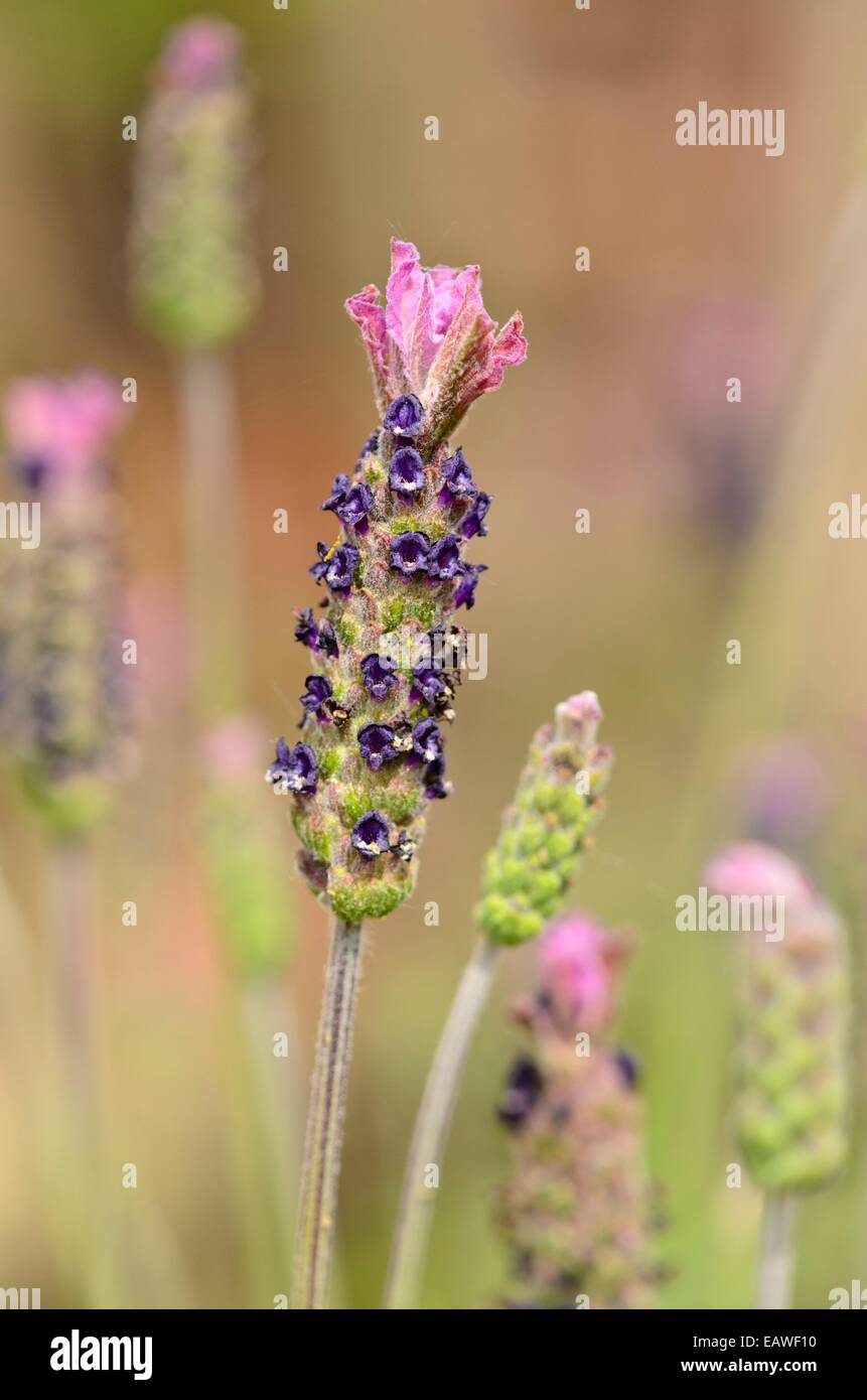 Französischer Lavendel (Lavandula Pedunculata Subspecies Sampaiana) Stockfoto